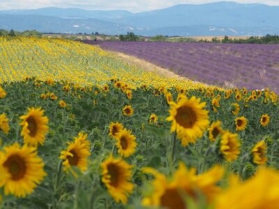 LES LAVANDES PLATEAU DE VALENSOLE ET SAULT, 0070