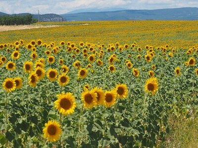 LES LAVANDES PLATEAU DE VALENSOLE ET SAULT, 0074
