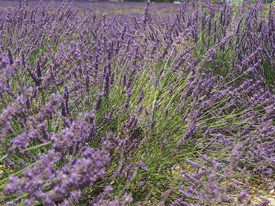 LES LAVANDES PLATEAU DE VALENSOLE ET SAULT, 0076
