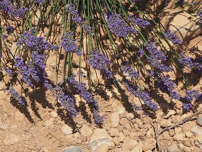 LES LAVANDES PLATEAU DE VALENSOLE ET SAULT, 0078