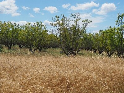 LES LAVANDES PLATEAU DE VALENSOLE ET SAULT, 0079