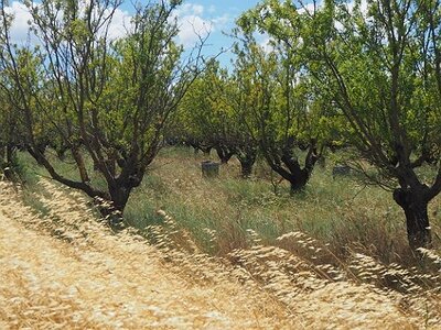 LES LAVANDES PLATEAU DE VALENSOLE ET SAULT, 0080
