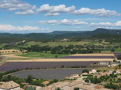 LES LAVANDES PLATEAU DE VALENSOLE ET SAULT, 0088