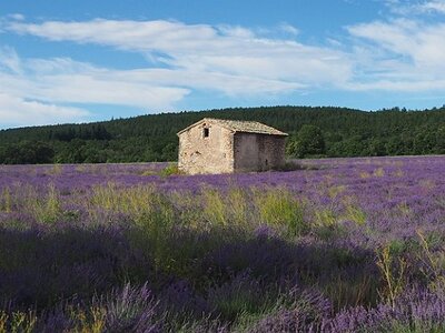 LES LAVANDES PLATEAU DE VALENSOLE ET SAULT, 0108