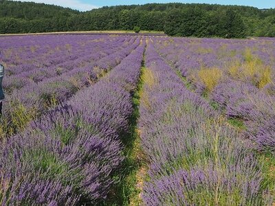 LES LAVANDES PLATEAU DE VALENSOLE ET SAULT, 0109