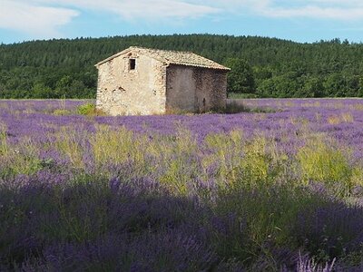 LES LAVANDES PLATEAU DE VALENSOLE ET SAULT, 0110