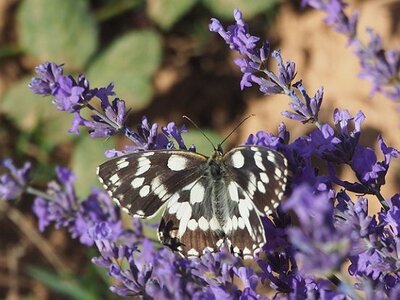 LES LAVANDES PLATEAU DE VALENSOLE ET SAULT, 0111