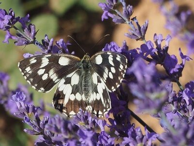 LES LAVANDES PLATEAU DE VALENSOLE ET SAULT, 0112