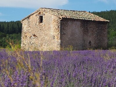 LES LAVANDES PLATEAU DE VALENSOLE ET SAULT, 0113