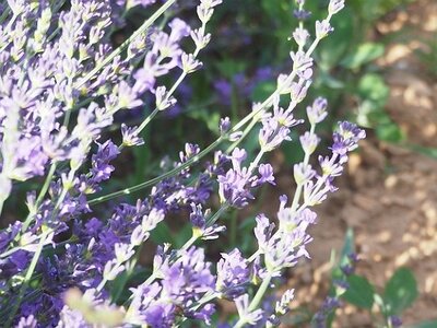 LES LAVANDES PLATEAU DE VALENSOLE ET SAULT, 0114