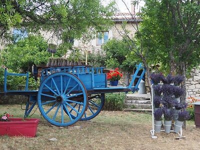LES LAVANDES PLATEAU DE VALENSOLE ET SAULT, 0117