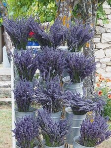 LES LAVANDES PLATEAU DE VALENSOLE ET SAULT, 0118