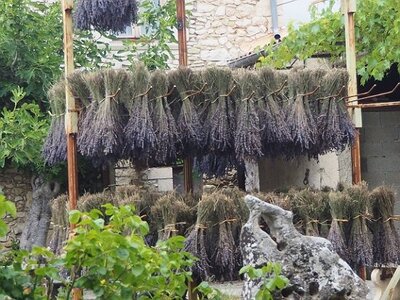 LES LAVANDES PLATEAU DE VALENSOLE ET SAULT, 0119