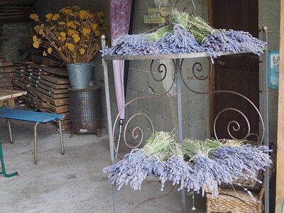 LES LAVANDES PLATEAU DE VALENSOLE ET SAULT, 0122