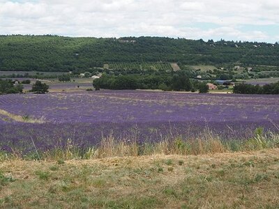 LES LAVANDES PLATEAU DE VALENSOLE ET SAULT, 0128