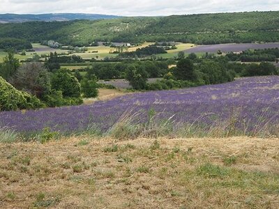 LES LAVANDES PLATEAU DE VALENSOLE ET SAULT, 0129