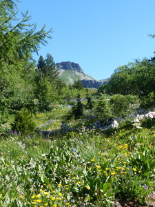 2021 07 18 jardin Lautaret, 2021_07_18 jardin alpin Lautaret 003