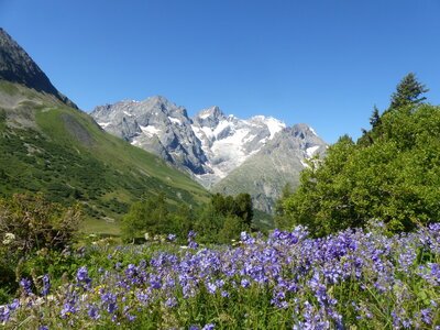 2021 07 18 jardin Lautaret, 2021_07_18 jardin alpin Lautaret 006