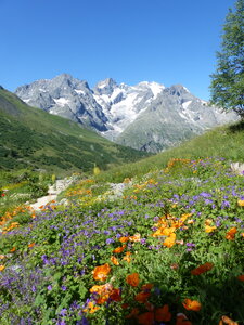2021 07 18 jardin Lautaret, 2021_07_18 jardin alpin Lautaret 008