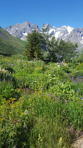 2021 07 18 jardin Lautaret, 2021_07_18 jardin alpin Lautaret LC 003