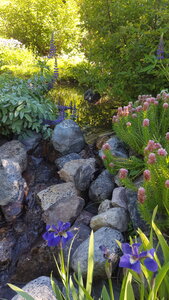 2021 07 18 jardin Lautaret, 2021_07_18 jardin alpin Lautaret LC 004