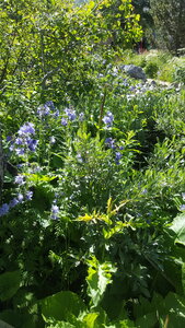 2021 07 18 jardin Lautaret, 2021_07_18 jardin alpin Lautaret LC 005