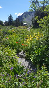 2021 07 18 jardin Lautaret, 2021_07_18 jardin alpin Lautaret LC 006