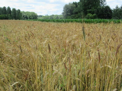Tournée des blés sud gironde, 210625 mélange Dams leger