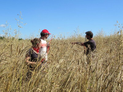 Tournée des blés sud gironde, 210625 mélange Isaline et Jeanfi leger