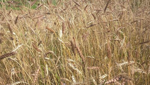Tournée des blés sud gironde, 20210630_mélange sébastien