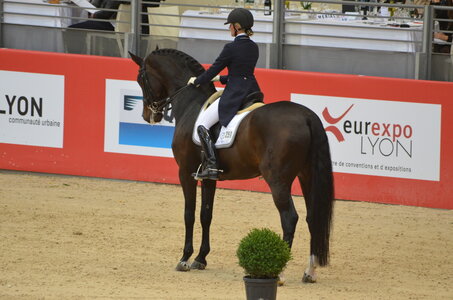 Dressage Lyon, DSC_2899