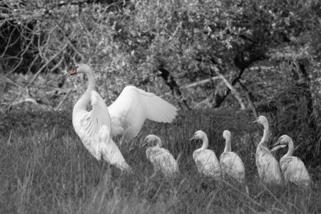 Darkenciel album 2, DSC00916c  Copier 