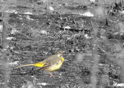 Darkenciel album 2, DSC07888NB  Copier 