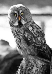 Darkenciel album 2, IMG_6828  Copier 