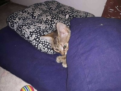 Sporty et Spirou, 1628425008863