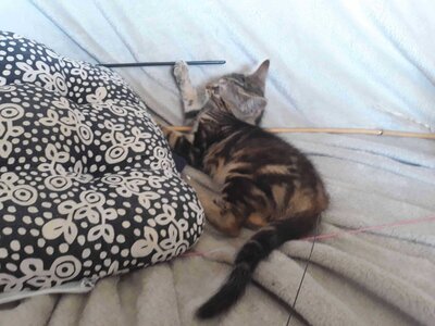 Sporty et Spirou, 1628424867439