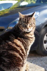 chat, DSC03540