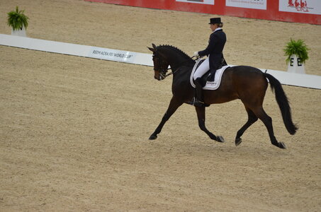 Dressage Lyon, DSC_3080