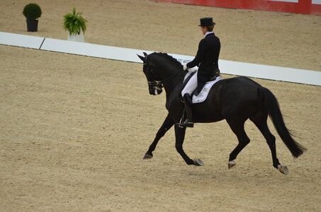 Dressage Lyon, DSC_3137