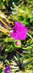 Cret LOGNAN, IMG_20210829_124255-01
