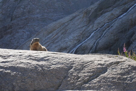 2021-08-25-30-trilogie-du-glacier-blanc, alpes-aventure-alpinisme-aiguille-pierre-estienne-pdb-2021-08-27-66