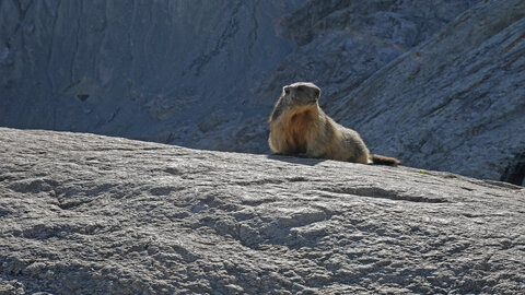 2021-08-25-30-trilogie-du-glacier-blanc, alpes-aventure-alpinisme-aiguille-pierre-estienne-pdb-2021-08-27-73