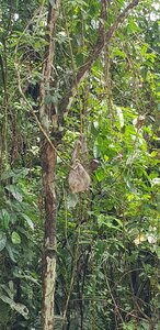 Panama, Un paresseux en arrivant au canal de Panama