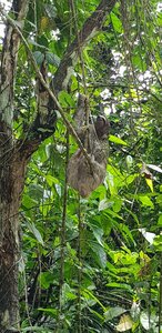 Panama, Un paresseux en arrivant au canal de Panama