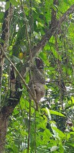 Panama, Un paresseux en arrivant au canal de Panama