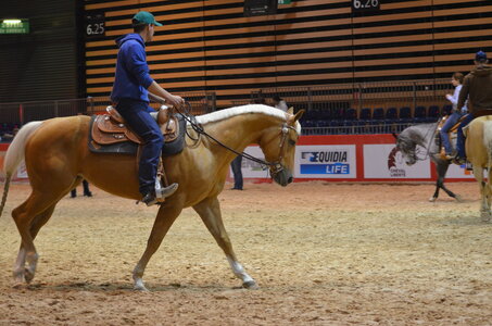 Dressage Lyon, DSC_3414