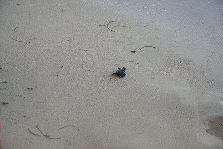 Panama, DSC01534