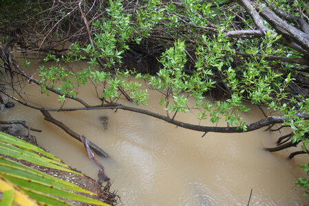 Panama, DSC01491