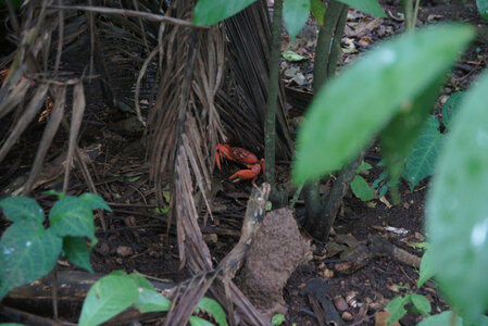 Panama, DSC01400