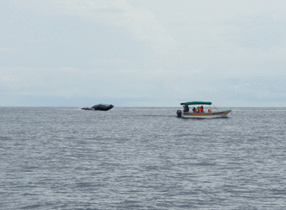 Panama, baleine